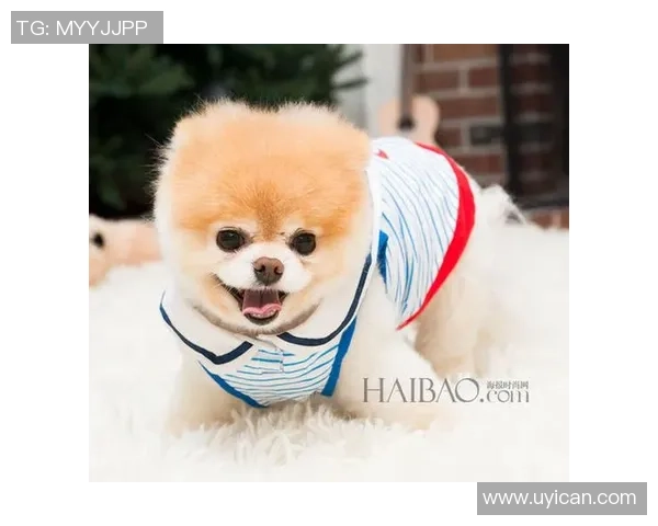 足球明星与萌犬同框瞬间展现温馨友谊与运动魅力 足球明星与萌犬同框瞬间展现温馨友谊与运动魅力